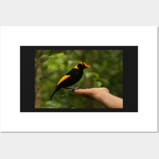 A Regent Bowerbird in the hand is worth two or more photos Posters and Art